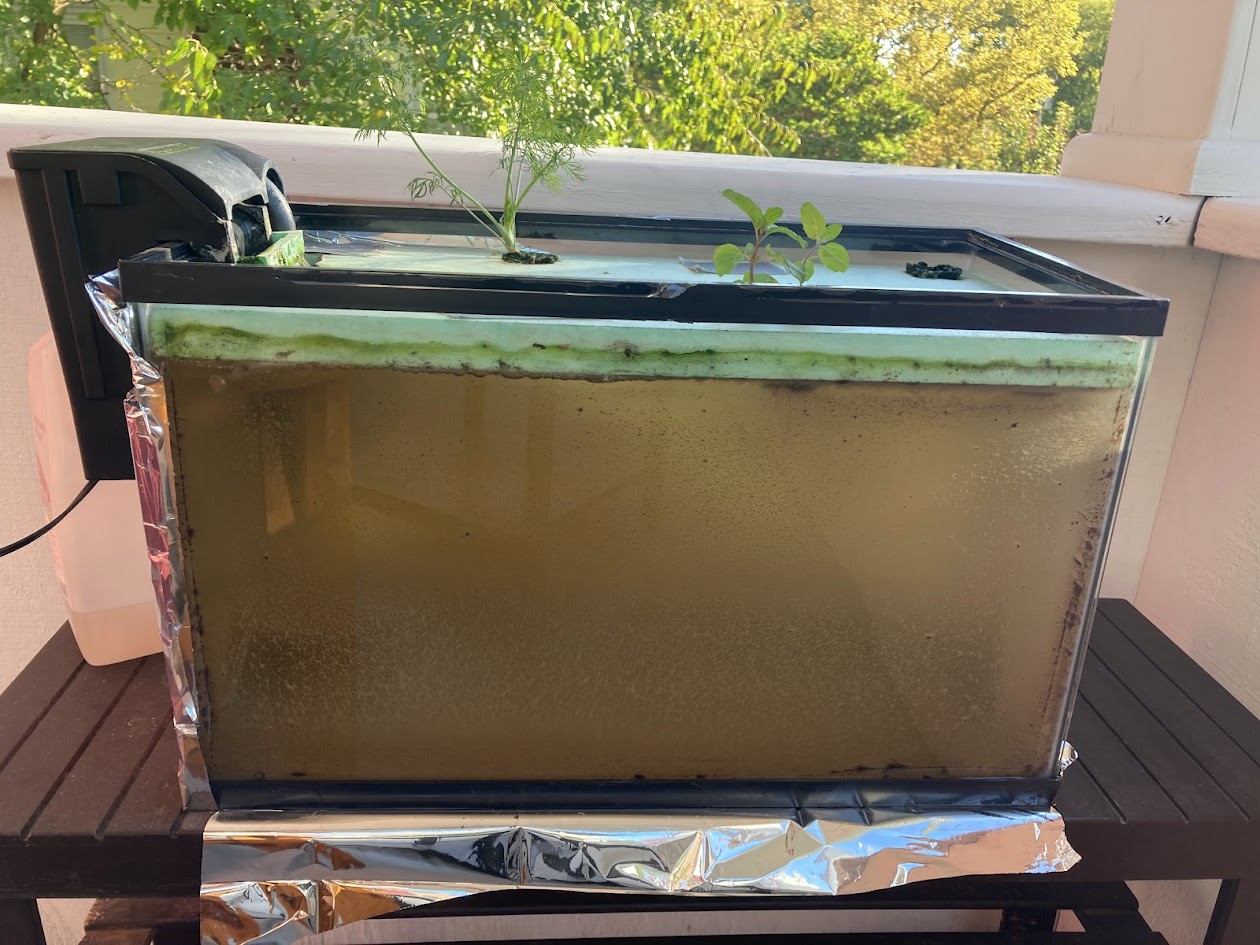 First Attempt Plants